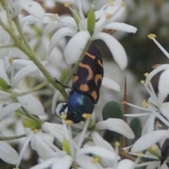 Castiarina flavopicta (Flavopicta jewel beetle) at Paddys River, ACT - 11 Feb 2021 by MichaelBedingfield