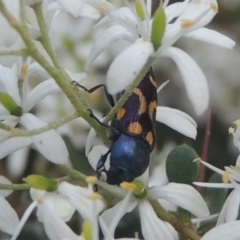 Castiarina flavopicta at Paddys River, ACT - 11 Feb 2021 08:57 PM