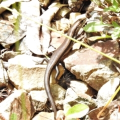 Unidentified Skink at Cotter River, ACT - 11 Feb 2021 by JohnBundock