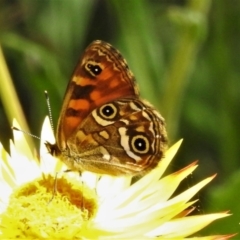 Oreixenica correae (Orange Alpine Xenica) at Cotter River, ACT - 11 Feb 2021 by JohnBundock