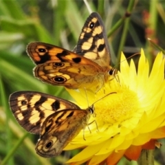 Heteronympha cordace (Bright-eyed Brown) at Namadgi National Park - 11 Feb 2021 by JohnBundock