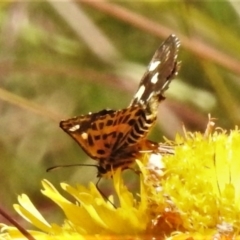 Hesperilla munionga (Alpine Sedge-Skipper) at Namadgi National Park - 11 Feb 2021 by JohnBundock