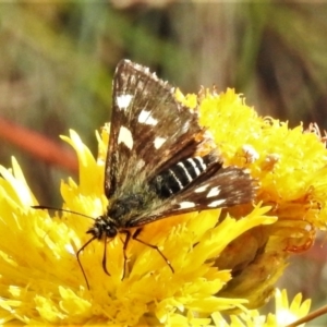 Hesperilla munionga at Cotter River, ACT - 11 Feb 2021