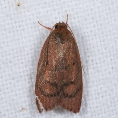 Oecophoridae (family) (Unidentified Oecophorid concealer moth) at Melba, ACT - 15 Jan 2021 by kasiaaus