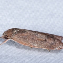 Oecophoridae (family) at Melba, ACT - 15 Jan 2021