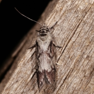 Oenochroa dinosema at Melba, ACT - 15 Jan 2021