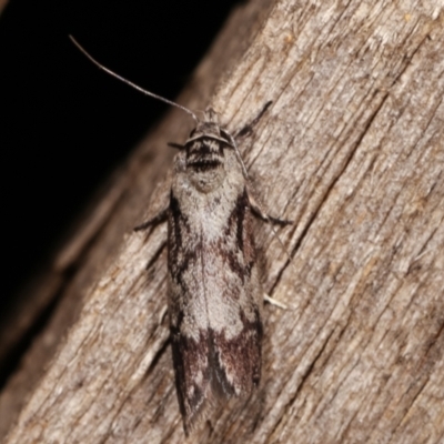 Oenochroa dinosema (A Concealer moth) at Melba, ACT - 15 Jan 2021 by kasiaaus