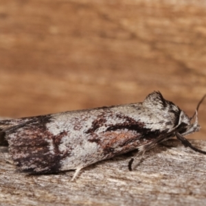 Oenochroa dinosema at Melba, ACT - 15 Jan 2021 11:27 PM