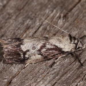 Oenochroa dinosema at Melba, ACT - 15 Jan 2021 11:27 PM