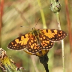 Oreixenica orichora (Spotted Alpine Xenica) at Cotter River, ACT - 10 Feb 2021 by JohnBundock