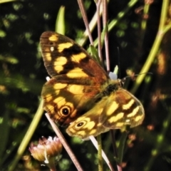 Heteronympha solandri (Solander's Brown) at Namadgi National Park - 10 Feb 2021 by JohnBundock