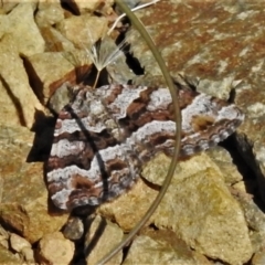 Epyaxa subidaria (Subidaria Moth) at Cotter River, ACT - 10 Feb 2021 by JohnBundock