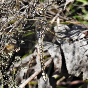 Anax papuensis at Cotter River, ACT - 11 Feb 2021