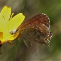 Theclinesthes miskini (Wattle Blue) at Namadgi National Park - 11 Feb 2021 by JohnBundock