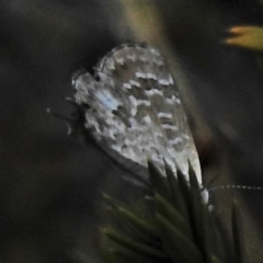 Theclinesthes miskini at Cotter River, ACT - 11 Feb 2021