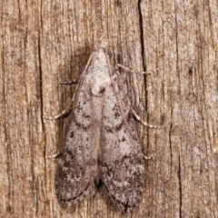 Heteromicta pachytera (Galleriinae subfamily moth) at Melba, ACT - 9 Feb 2021 by kasiaaus