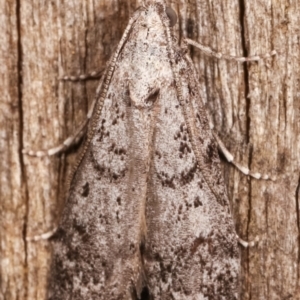 Heteromicta pachytera at Melba, ACT - 9 Feb 2021 12:05 AM