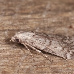 Heteromicta pachytera at Melba, ACT - 9 Feb 2021 12:05 AM