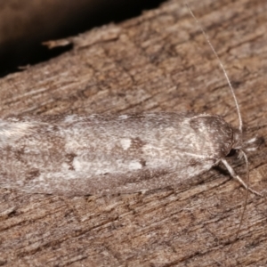 Palimmeces leucomitra at Melba, ACT - 9 Feb 2021