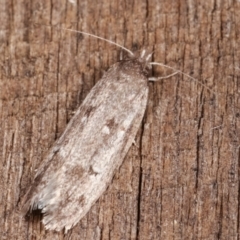 Palimmeces leucomitra at Melba, ACT - 9 Feb 2021 12:07 AM