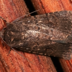 Proteuxoa provisional species 1 at Melba, ACT - 9 Feb 2021 12:15 AM