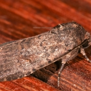 Proteuxoa provisional species 1 at Melba, ACT - 9 Feb 2021