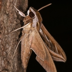 Hippotion celerio (Vine Hawk Moth) at Flynn, ACT - 8 Feb 2021 by kasiaaus
