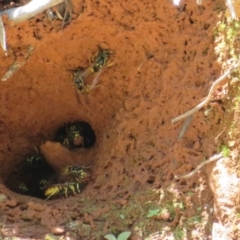 Vespula germanica (European wasp) at Cotter River, ACT - 11 Feb 2021 by Christine