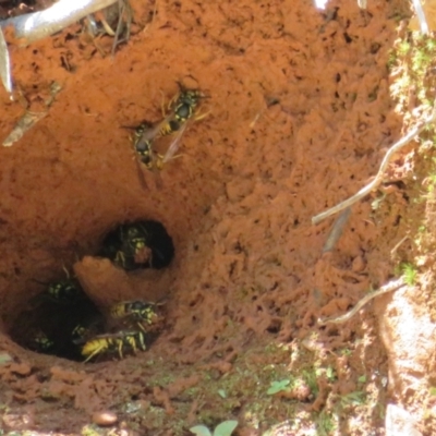 Vespula germanica (European Wasp, German Yellowjacket Wasp) at Cotter River, ACT - 11 Feb 2021 by Christine