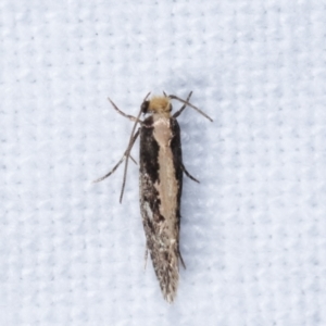 Monopis crocicapitella at Melba, ACT - 9 Feb 2021