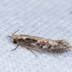 Monopis crocicapitella at Melba, ACT - 9 Feb 2021