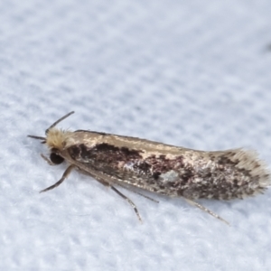 Monopis crocicapitella at Melba, ACT - 9 Feb 2021