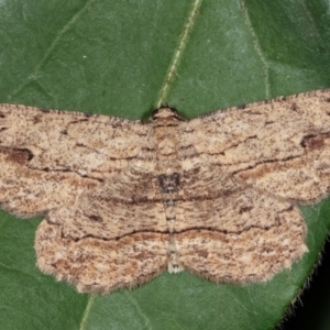 Ectropis excursaria at Melba, ACT - 9 Feb 2021