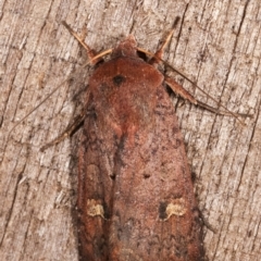 Diarsia intermixta at Melba, ACT - 9 Feb 2021 10:38 PM