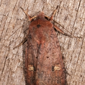 Diarsia intermixta at Melba, ACT - 9 Feb 2021 10:38 PM