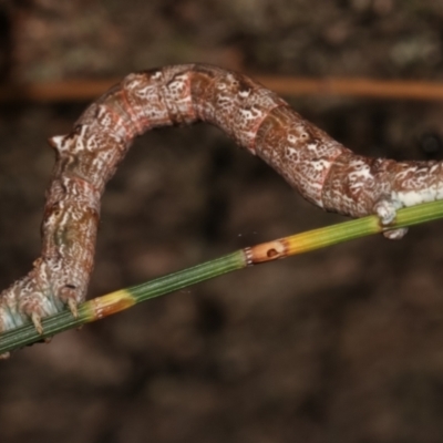Unplaced externaria (Mahogany Bark Moth (formerly Hypomecis externaria)) at Melba, ACT - 14 Mar 2021 by kasiaaus