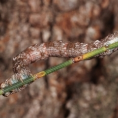 Unplaced externaria at Melba, ACT - 14 Mar 2021