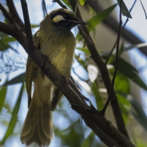 Nesoptilotis leucotis at Brindabella, NSW - 11 Feb 2021