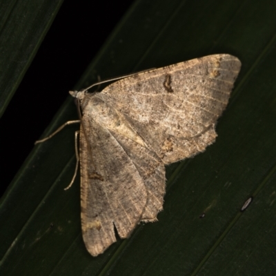 Dissomorphia australiaria (Dashed Geometrid, Ennominae) at Melba, ACT - 8 Feb 2021 by Bron