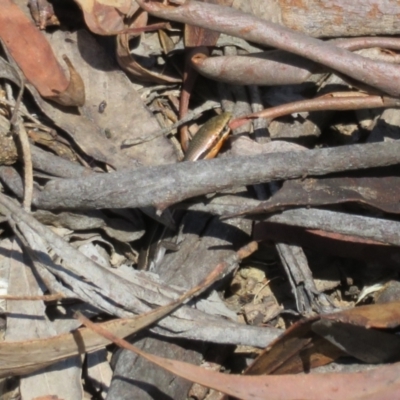 Acritoscincus duperreyi (Eastern Three-lined Skink) at Cotter River, ACT - 11 Feb 2021 by Christine