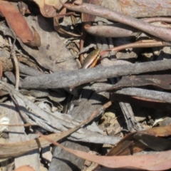 Acritoscincus duperreyi at Cotter River, ACT - 11 Feb 2021