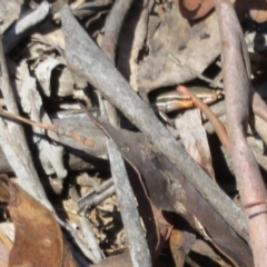 Acritoscincus duperreyi at Cotter River, ACT - 11 Feb 2021