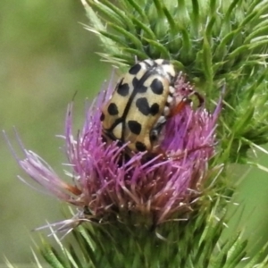 Neorrhina punctata at Cotter River, ACT - 10 Feb 2021