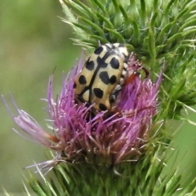 Neorrhina punctata (Spotted flower chafer) at Cotter River, ACT - 10 Feb 2021 by JohnBundock