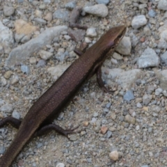 Pseudemoia entrecasteauxii (Woodland Tussock-skink) at Namadgi National Park - 11 Feb 2021 by Christine