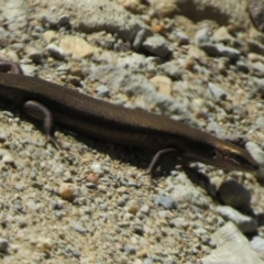 Pseudemoia entrecasteauxii at Cotter River, ACT - 11 Feb 2021