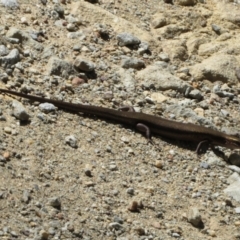 Pseudemoia entrecasteauxii at Cotter River, ACT - 11 Feb 2021