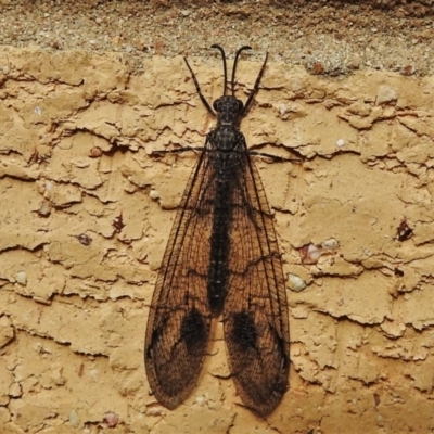 Glenoleon meteoricus (Patch-wing Glenoleon) at Wanniassa, ACT - 11 Feb 2021 by JohnBundock