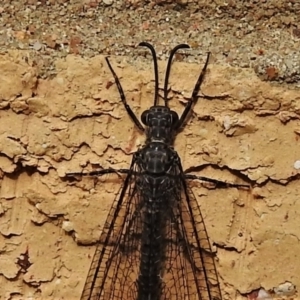 Glenoleon meteoricus at Wanniassa, ACT - 12 Feb 2021