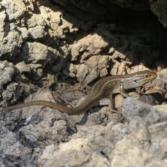 Liopholis whitii (White's Skink) at Cotter River, ACT - 11 Feb 2021 by Christine